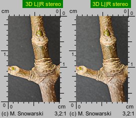 Acer pseudoplatanus (klon jawor)