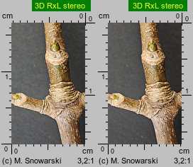 Acer pseudoplatanus (klon jawor)