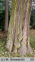 Ginkgo biloba (miłorząb dwuklapowy)