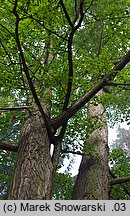 Ginkgo biloba (miłorząb dwuklapowy)