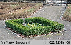 Buxus sempervirens (bukszpan wieczniezielony)