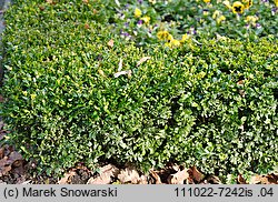 Buxus sempervirens (bukszpan wieczniezielony)