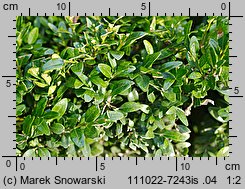 Buxus sempervirens (bukszpan wieczniezielony)