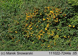 Pyracantha coccinea (ognik szkarłatny)