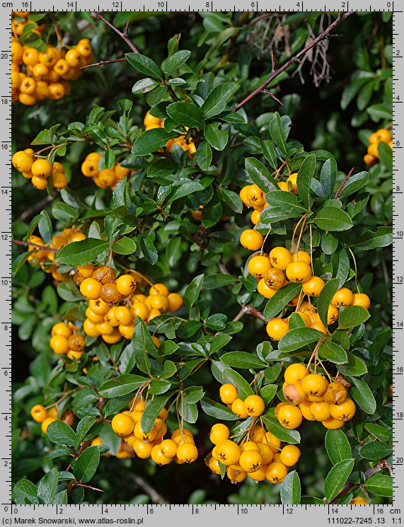 Pyracantha coccinea (ognik szkarłatny)