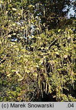 Catalpa bignonioides (surmia bignoniowa)