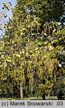 Catalpa bignonioides (surmia bignoniowa)