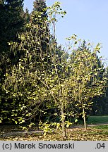 Catalpa bignonioides (surmia bignoniowa)