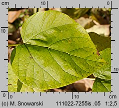 Catalpa bignonioides (surmia bignoniowa)