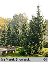 Picea omorika (świerk serbski)