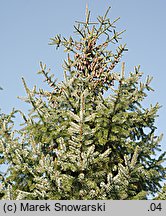 Picea omorika (świerk serbski)