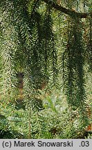 Picea omorika (świerk serbski)