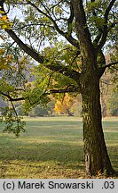 Acer monspessulanum (klon francuski)