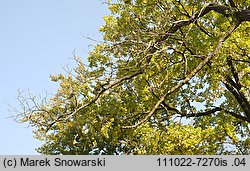 Juglans nigra (orzech czarny)