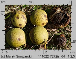 Juglans nigra (orzech czarny)