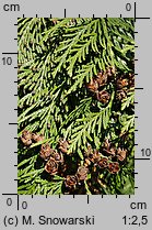 Thuja occidentalis (żywotnik zachodni)