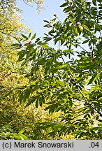 Castanea sativa (kasztan jadalny)