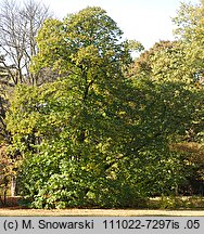 Castanea sativa (kasztan jadalny)