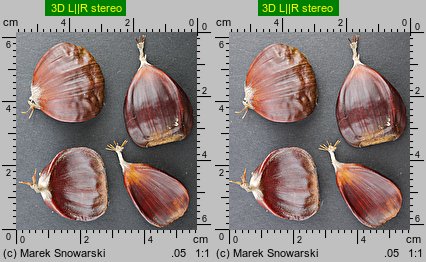 Castanea sativa (kasztan jadalny)