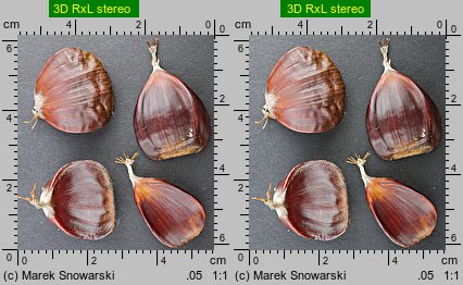 Castanea sativa (kasztan jadalny)