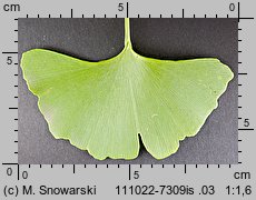 Ginkgo biloba (miłorząb dwuklapowy)