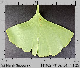 Ginkgo biloba (miłorząb dwuklapowy)