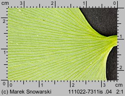 Ginkgo biloba (miłorząb dwuklapowy)
