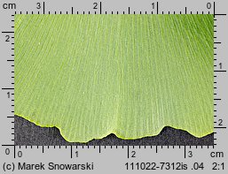 Ginkgo biloba (miłorząb dwuklapowy)