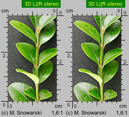 Buxus sempervirens (bukszpan wieczniezielony)