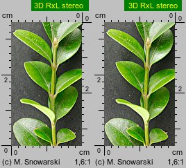 Buxus sempervirens (bukszpan wieczniezielony)