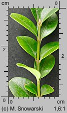 Buxus sempervirens (bukszpan wieczniezielony)