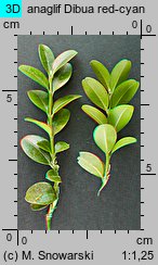 Buxus sempervirens (bukszpan wieczniezielony)