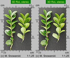 Buxus sempervirens (bukszpan wieczniezielony)