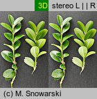 Buxus sempervirens (bukszpan wieczniezielony)