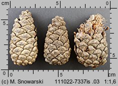 Pinus nigra (sosna czarna)