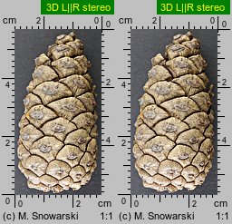 Pinus nigra (sosna czarna)