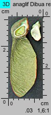 Acer monspessulanum (klon francuski)