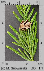 Thuja occidentalis (żywotnik zachodni)