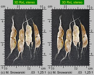 Catalpa bignonioides (surmia bignoniowa)