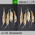 Catalpa bignonioides (surmia bignoniowa)