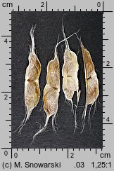 Catalpa bignonioides (surmia bignoniowa)