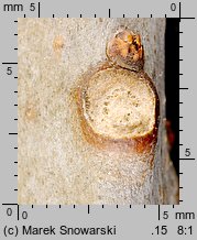 Catalpa bignonioides (surmia bignoniowa)