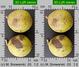 Juglans nigra (orzech czarny)