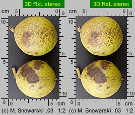 Juglans nigra (orzech czarny)