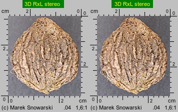 Juglans nigra (orzech czarny)