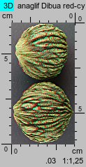 Juglans nigra (orzech czarny)