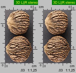 Juglans nigra (orzech czarny)