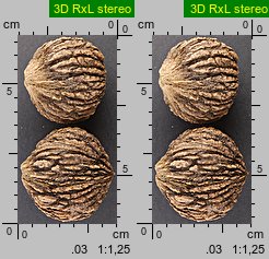 Juglans nigra (orzech czarny)