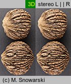 Juglans nigra (orzech czarny)