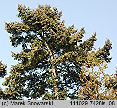 Pseudotsuga menziesii (daglezja zielona)